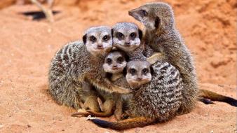 Animals family meerkats wallpaper