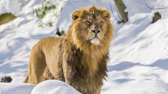 Animals lions snow wallpaper