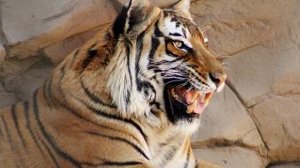 Animals tigers wild cat wallpaper