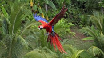 Birds animals parrots scarlet macaws macaw wallpaper