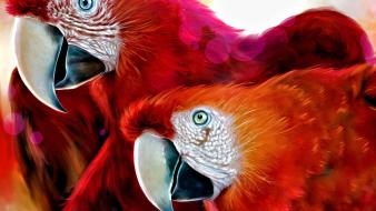 Birds parrots artwork scarlet macaws wallpaper