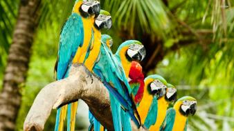 Birds parrots branch wallpaper