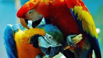 Birds parrots costa rica scarlet macaws blue-and-yellow wallpaper