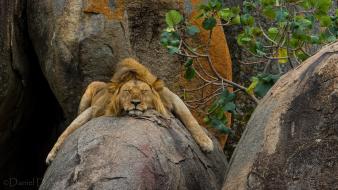 Cats animals sleeping lying down lions