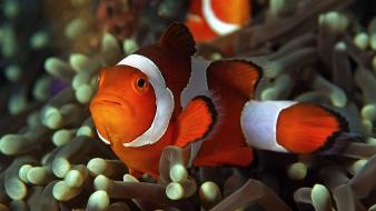 Clownfish undersea wallpaper