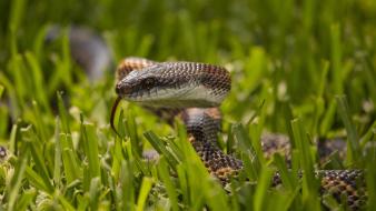 Grass snakes macro