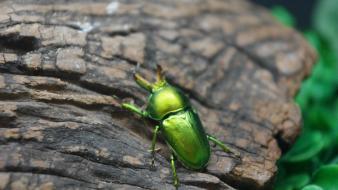 Insects beetles macro