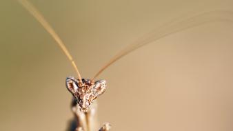 Insects mantis macro wallpaper