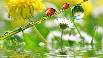 Ladybirds wallpaper