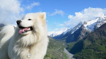 Mountains white animals dogs wallpaper