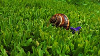 Nature animals grass macro snail wallpaper
