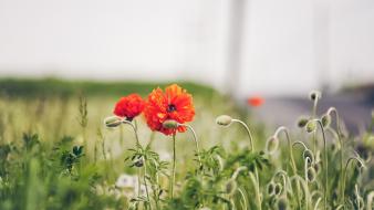 Nature flowers depth of field buds red poppies