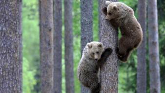 Nature trees animals bears spruce wallpaper