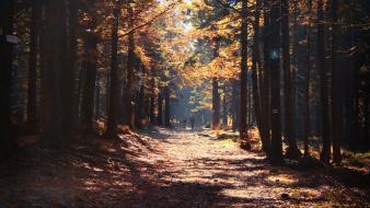 Nature trees autumn forests paths sunlight alley wallpaper