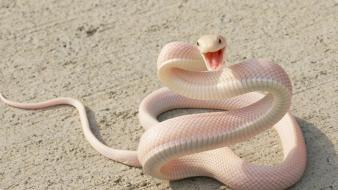 Snakes albino wallpaper