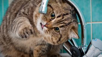 Water cats animals drinking wallpaper