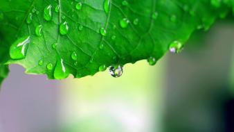 Water leaf drop wet macro wallpaper