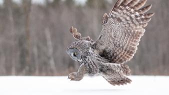 Winter animals owls wallpaper