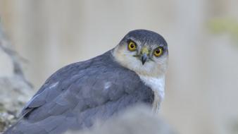 Animals birds falcon bird wallpaper