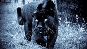 Animals grass panthers predators wallpaper