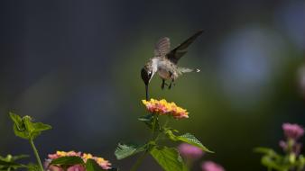 Birds animals hummingbirds wallpaper
