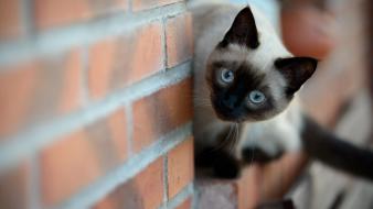 Cats animals brick wall siamese wallpaper