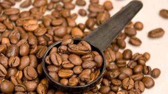 Coffee beans coffy wallpaper