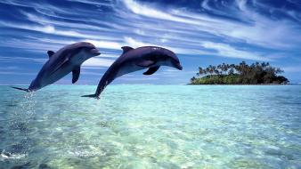 Dolphins jootix wallpaper