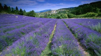 Flowers fields france lavender