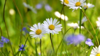 Flowers grass wallpaper