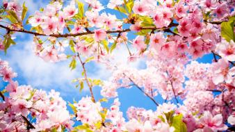 Flowers sakura spring blossom branch wallpaper