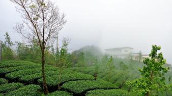 Green nature houses fog landspaces wallpaper