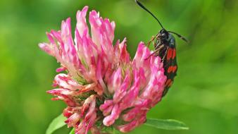 Insects moths nature pink flowers spotted wallpaper