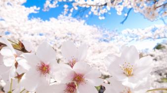 Kyoto cherry blossoms depth of field flowers wallpaper