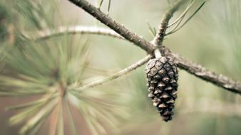 Macro pinecones pine trees