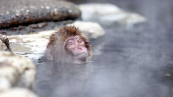 Monkeys ape baby animals macaques japanese macaque wallpaper