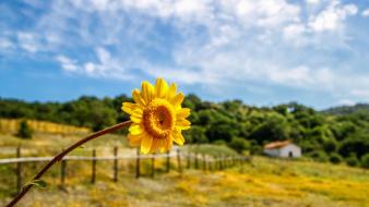 Nature flowers fields sunflowers yellow blurred background