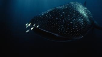 Ocean nature animals national geographic underwater wallpaper