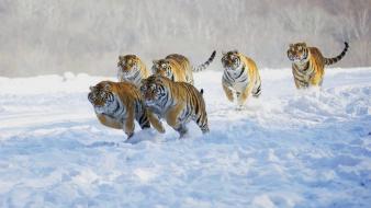 Snow animals tigers running wallpaper