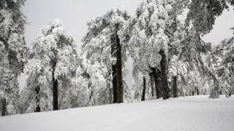 Snow trees cyprus troodos