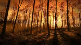 Sunset forests wallpaper
