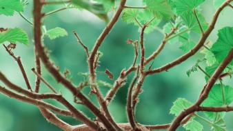 Trees flowers leaves depth of field branches wallpaper