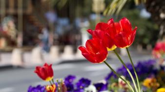 Tulips depth of field red blurred background