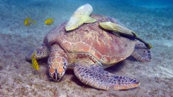 Turtles underwater fishes wallpaper