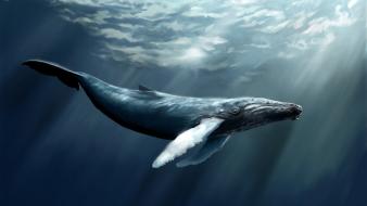 Whales wallpaper