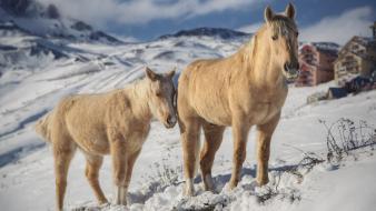 Winter horses wallpaper