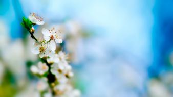 Apple Tree Bloom wallpaper