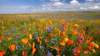 California national monument meadows orange plain poppies wallpaper