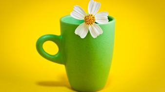 Flower Cup Hd wallpaper