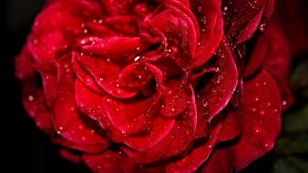 Fresh Red Rose wallpaper